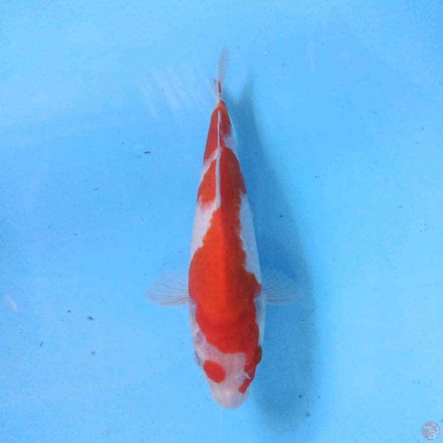 Kohaku 25cm