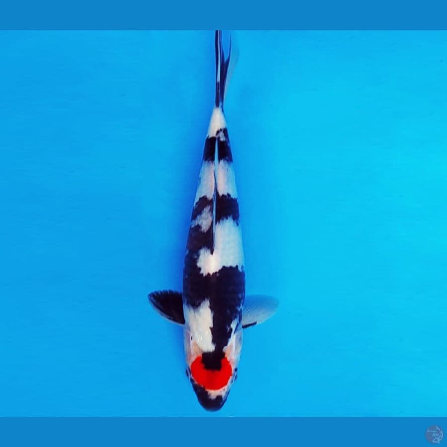 SUZUKA 9 ~ TANCHO SHOWA 25 cm/male ™