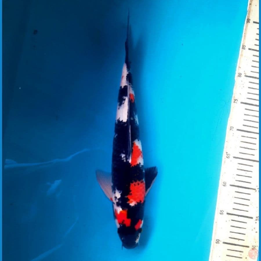 Showa 38cm Male
