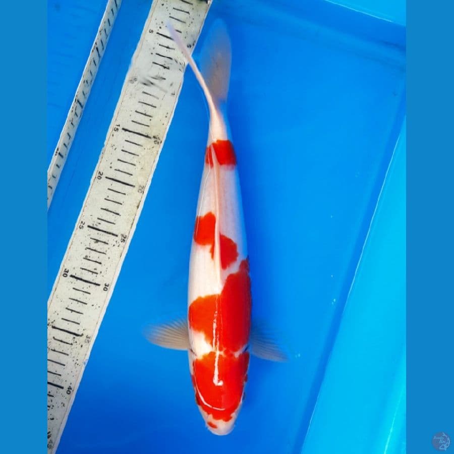 Kohaku 36cm Male