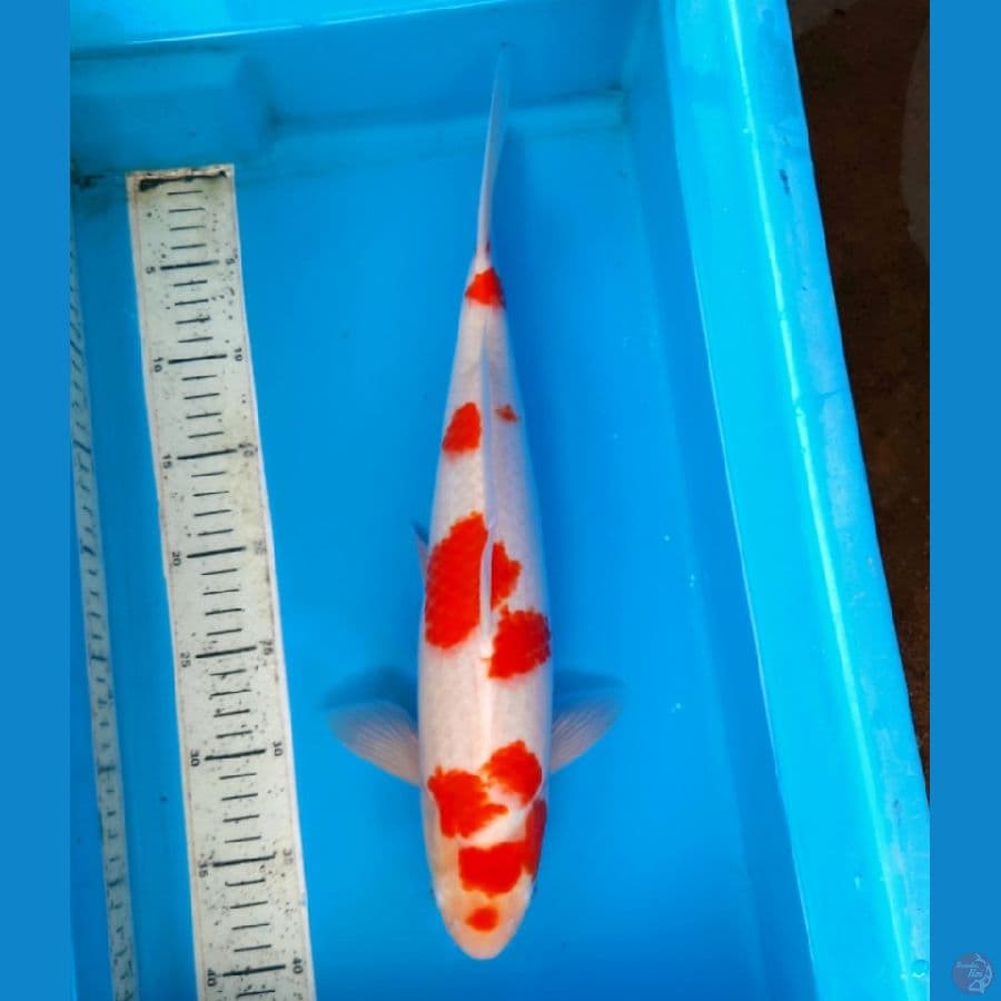 Sakura Kohaku 41cm Female