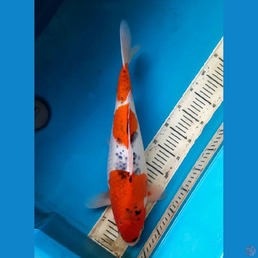 Sandan Goshiki 46cm Female