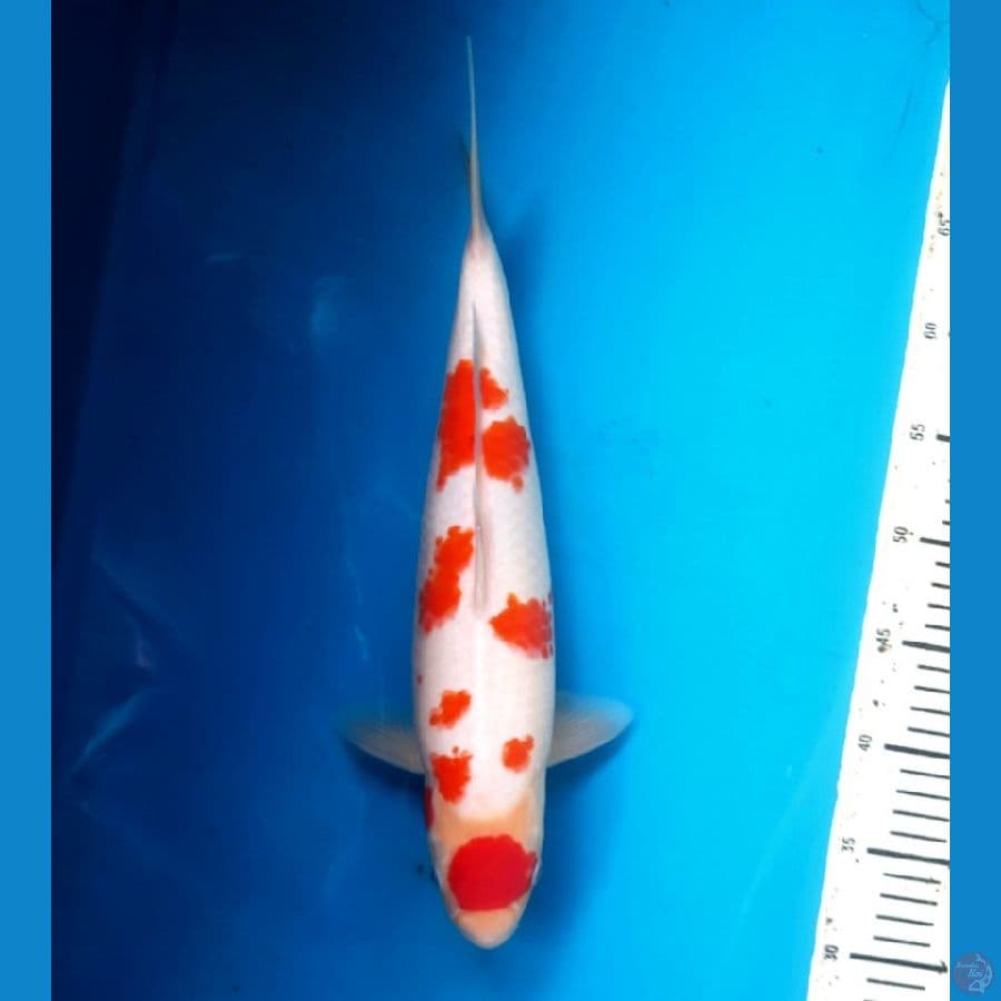 Maruten Kohaku 37cm Female