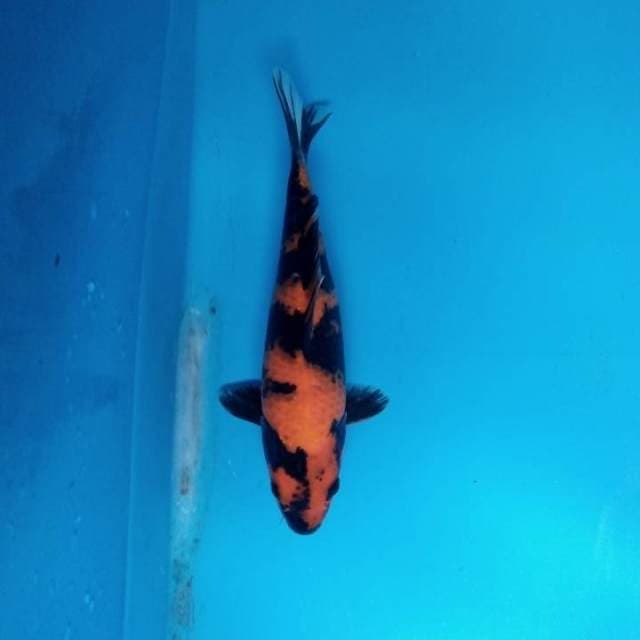 Hi Utsuri
