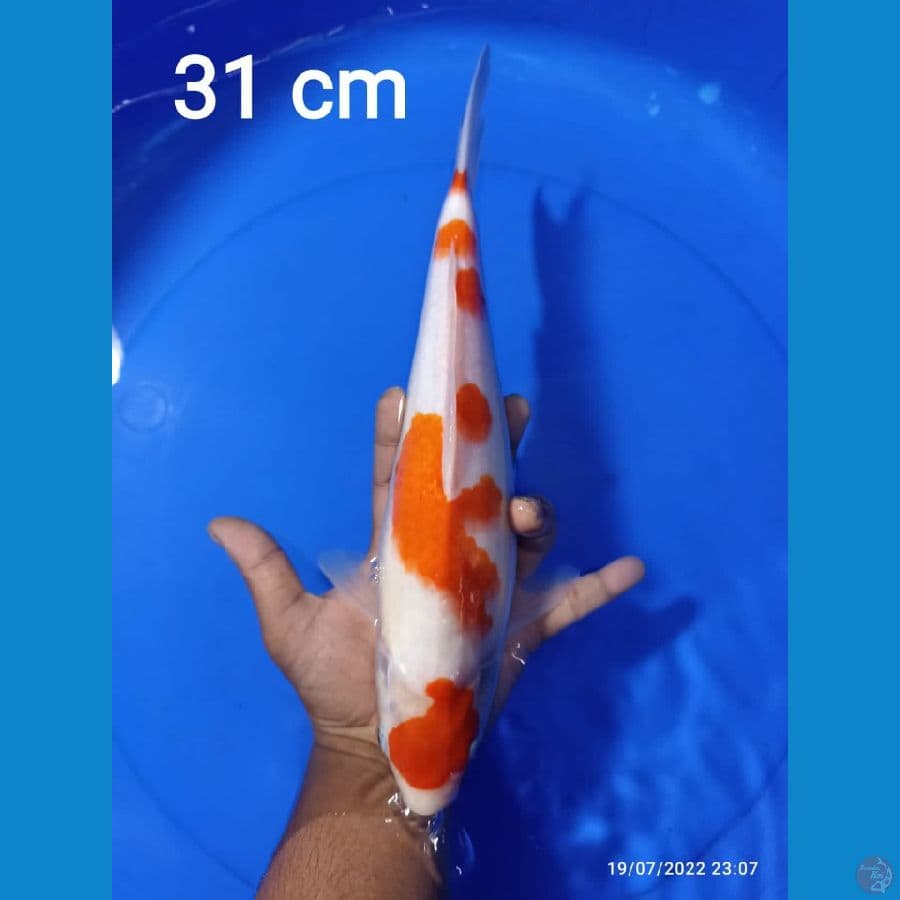 KOHAKU 30CM