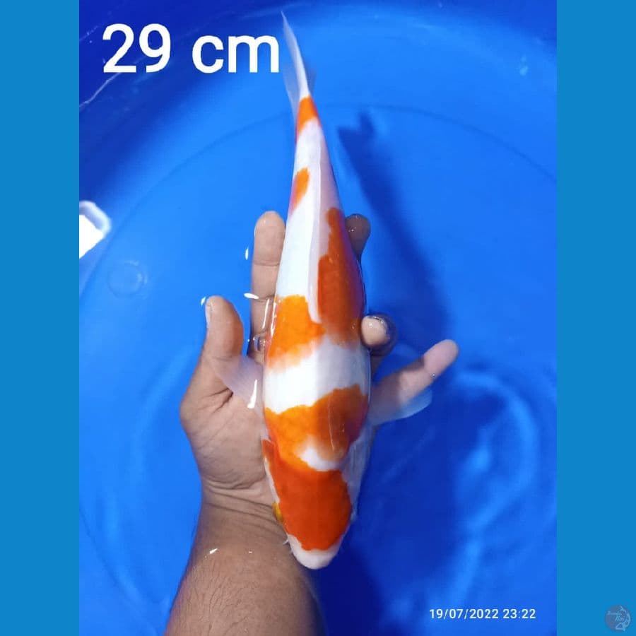 KOHAKU 29CM