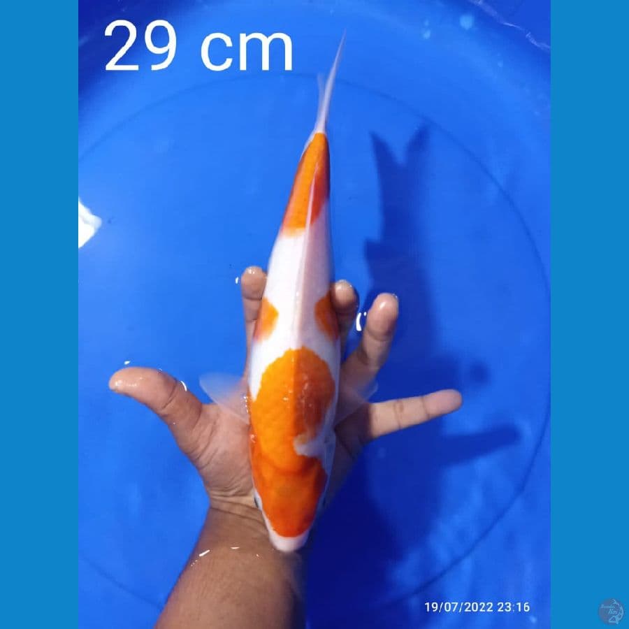 KOHAKU 29CM
