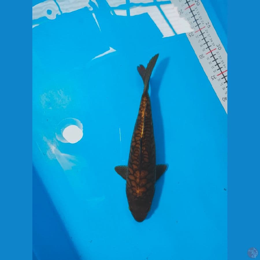 CAGOI ARAGOKE 33CM
