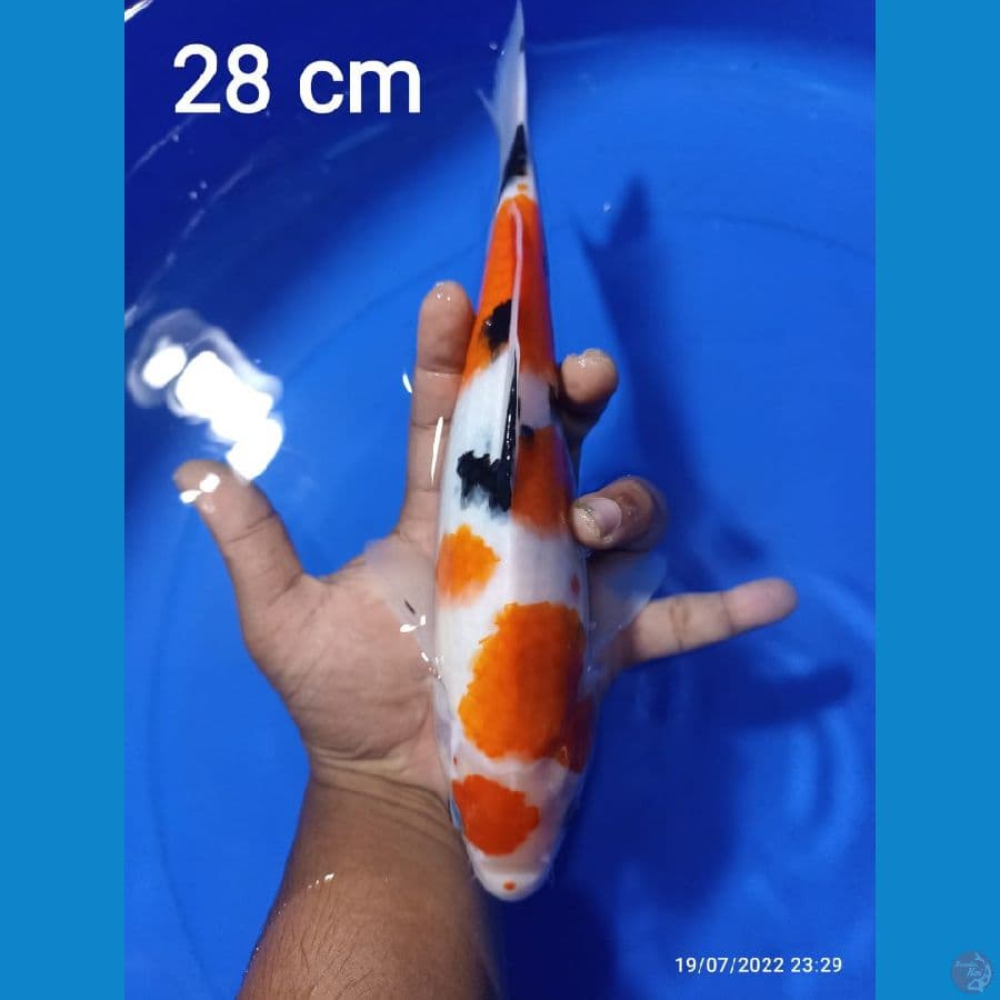 SANKE 28CM