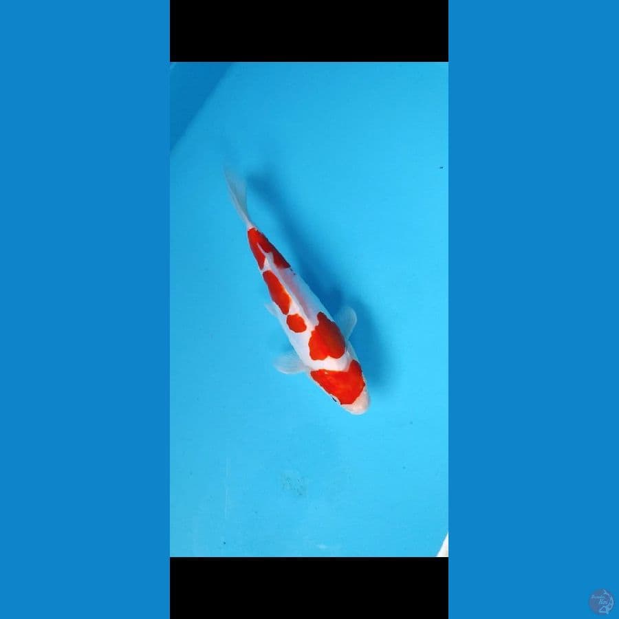 kohaku doitsu 22 cm