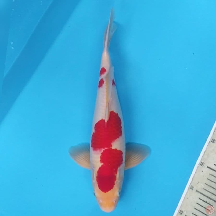 Kohaku Strong ~39