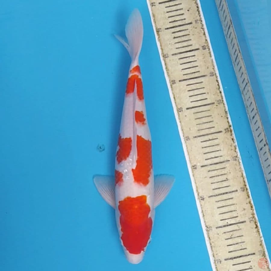 Kohaku Ganteng ~40