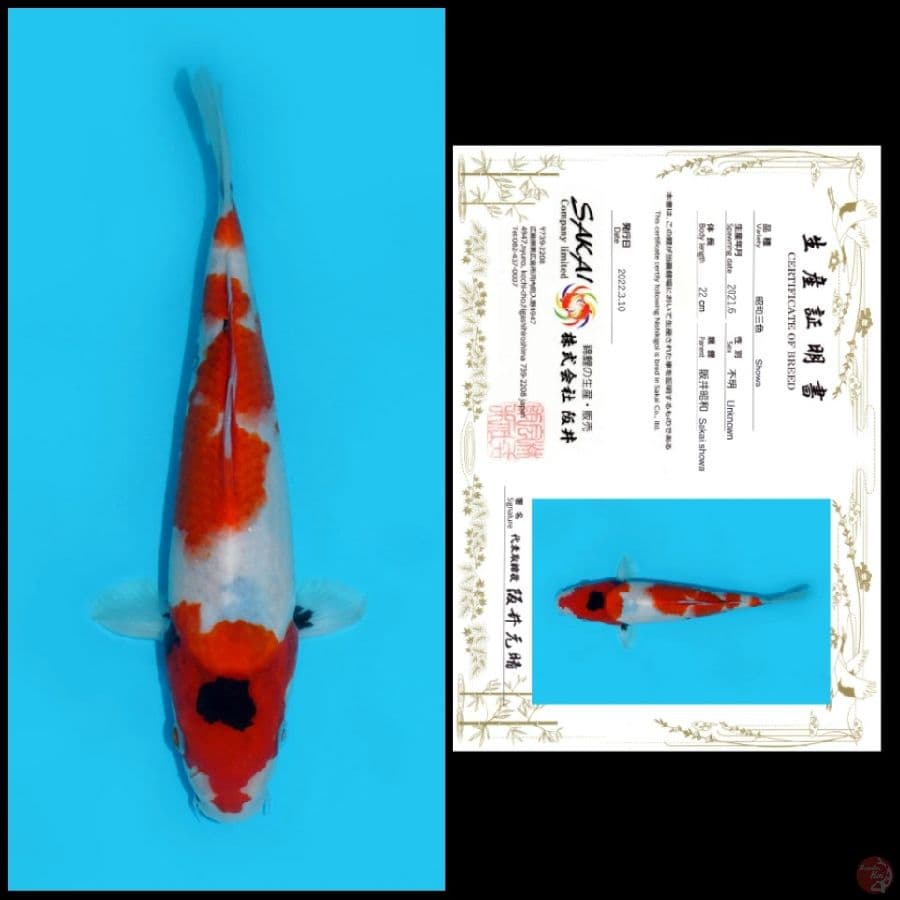 1. SHOWA SAKAI, 22CM