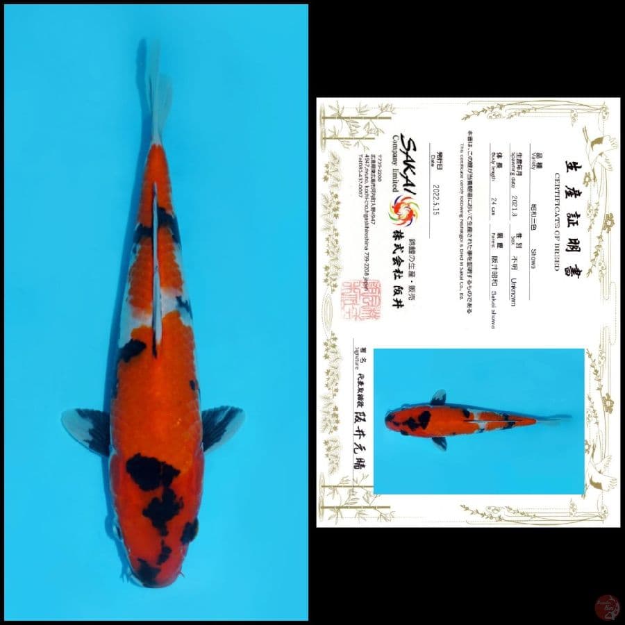 4. SHOWA SAKAI, 24CM