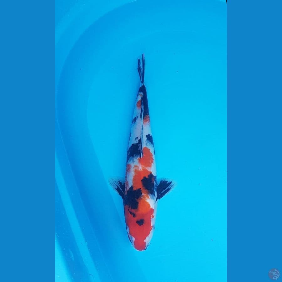 showa 36cm