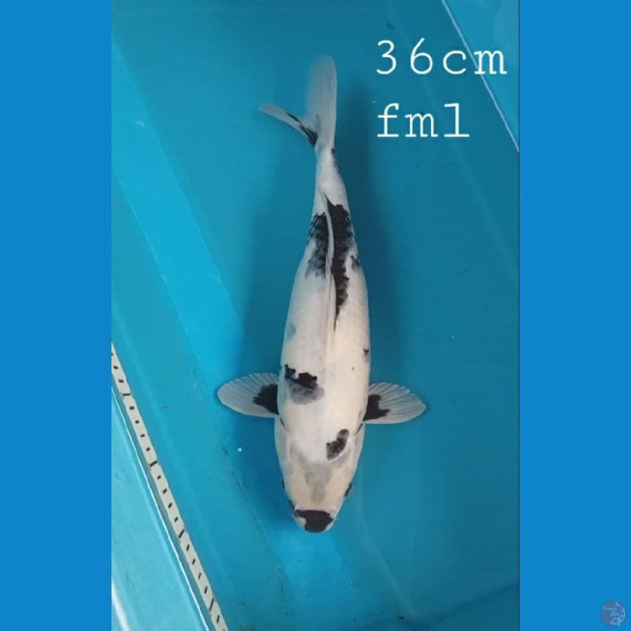Shiro 36cm fml
