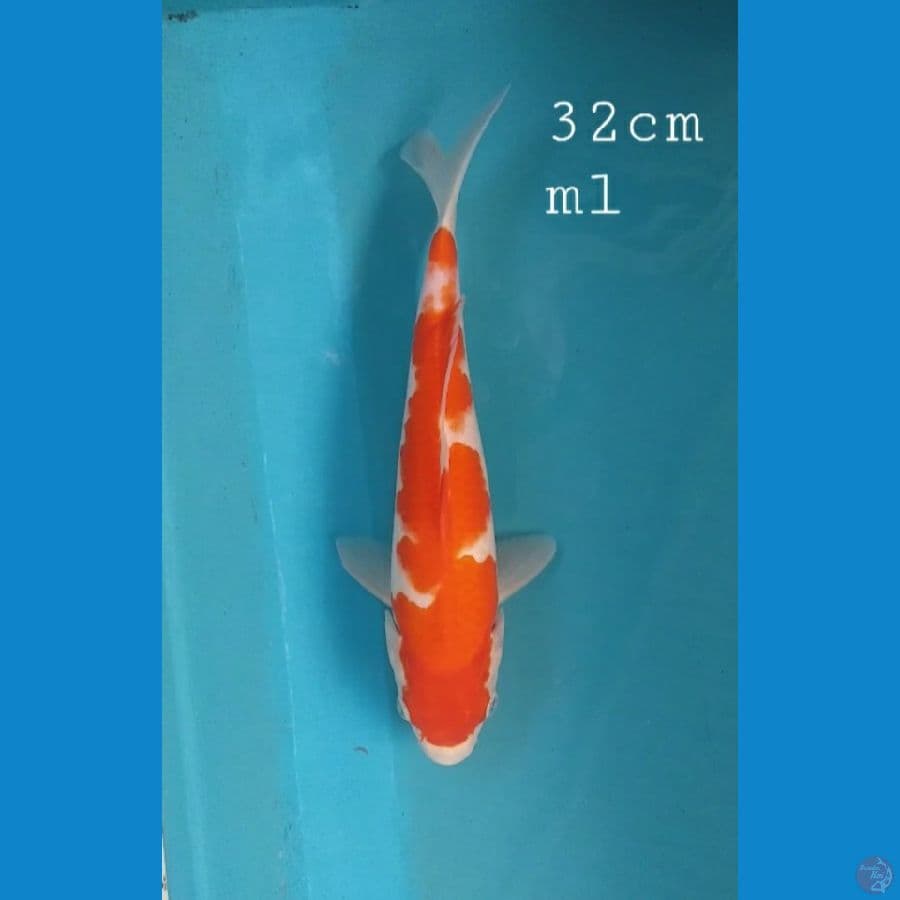 Kohaku 32cm ml