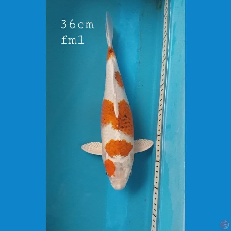 Ai goromo hikari 36cm fml