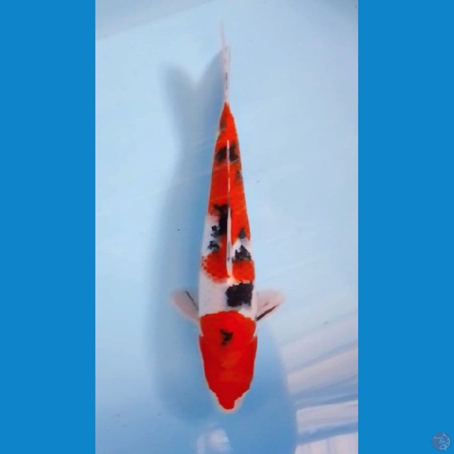 Sanke Strong 32cm (F)