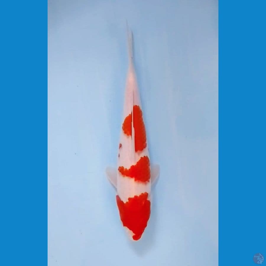 Kohaku 3step 32cm (F)
