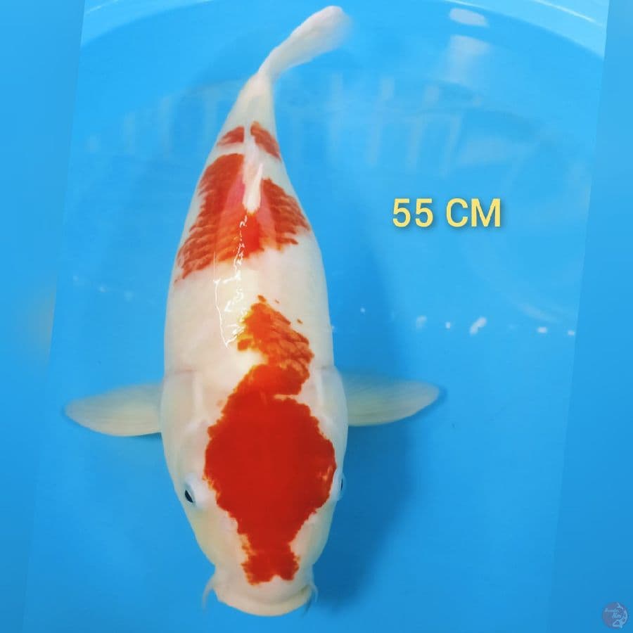 kohaku bulky