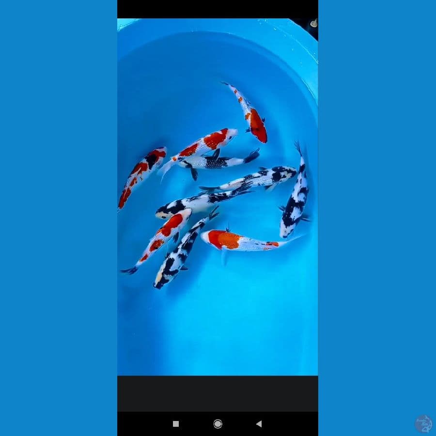 23-26 cm mix ginrin