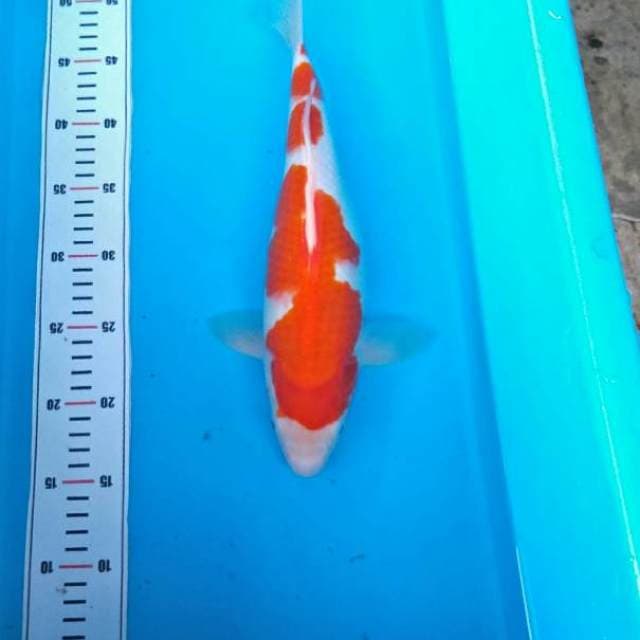 KOHAKU TORPEDO