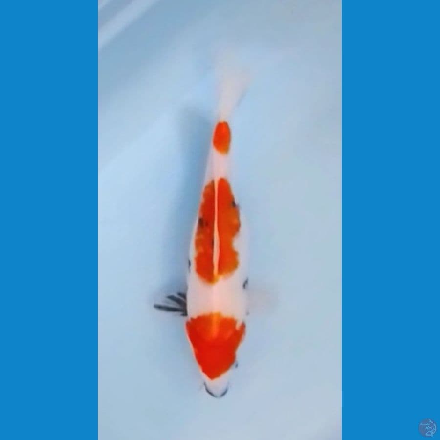 Showa Tategoi 3step 30cm (F)