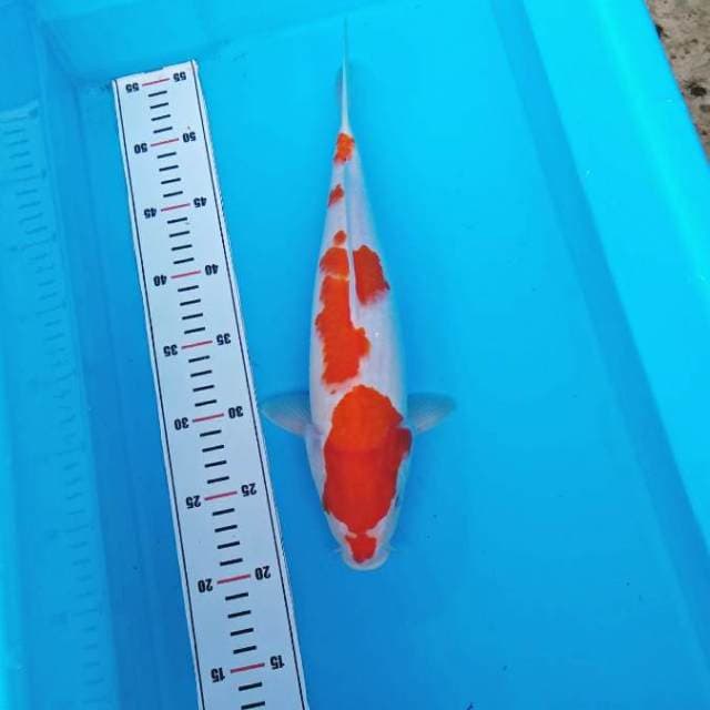 SANDAN KOHAKU