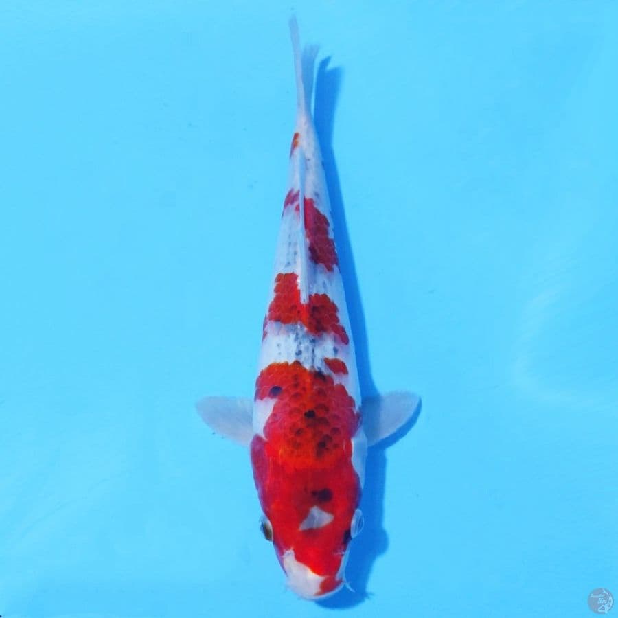 4. GOSHIKI 26 CM FEMALE