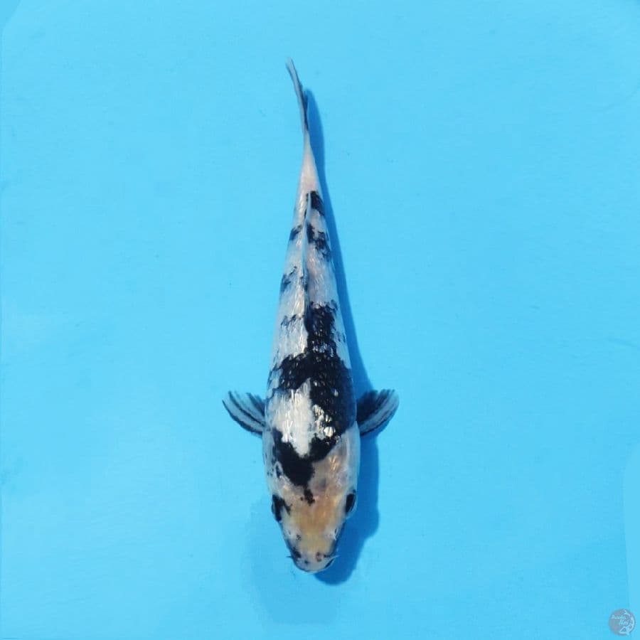 6. GINRIN SHIRO 20 CM MALE