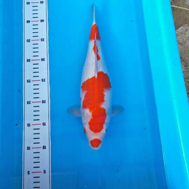 KUCIBENI KOHAKU