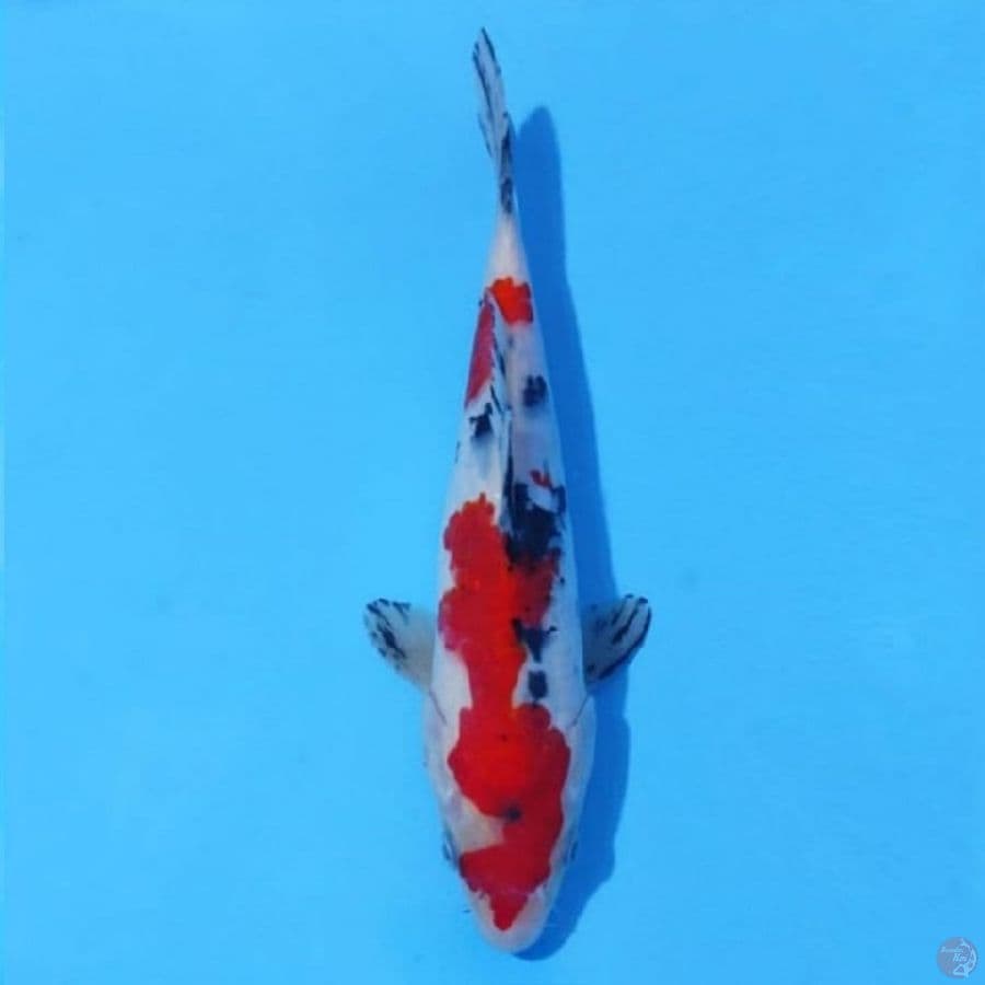 14. SHOWA 21 CM FEMALE