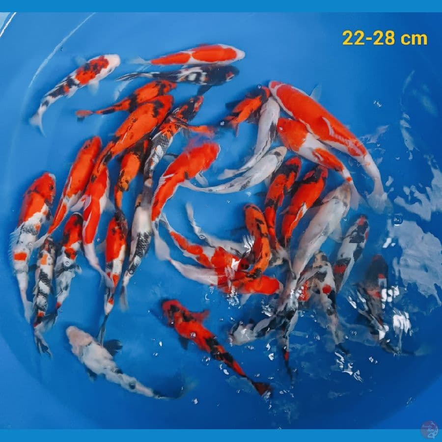 paket 33 ekor 22-28 cm