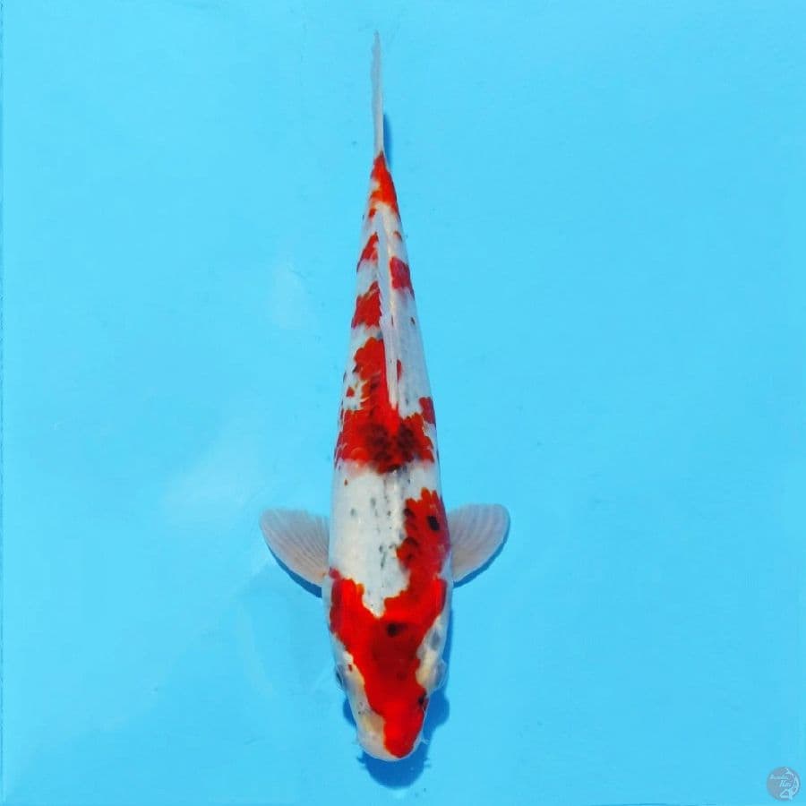 4. GOSHIKI 26 CM MALE
