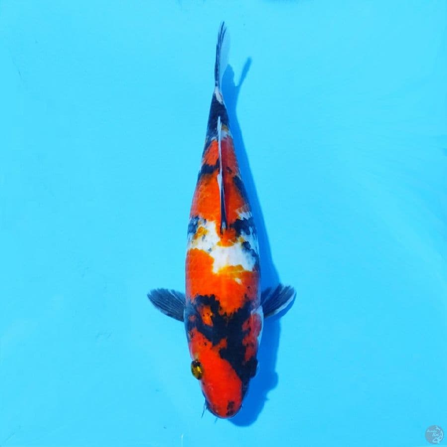 6. SHOWA 30 CM FEMALE