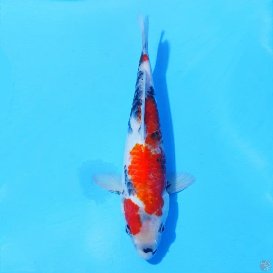 1. SHOWA 30 CM FEMALE