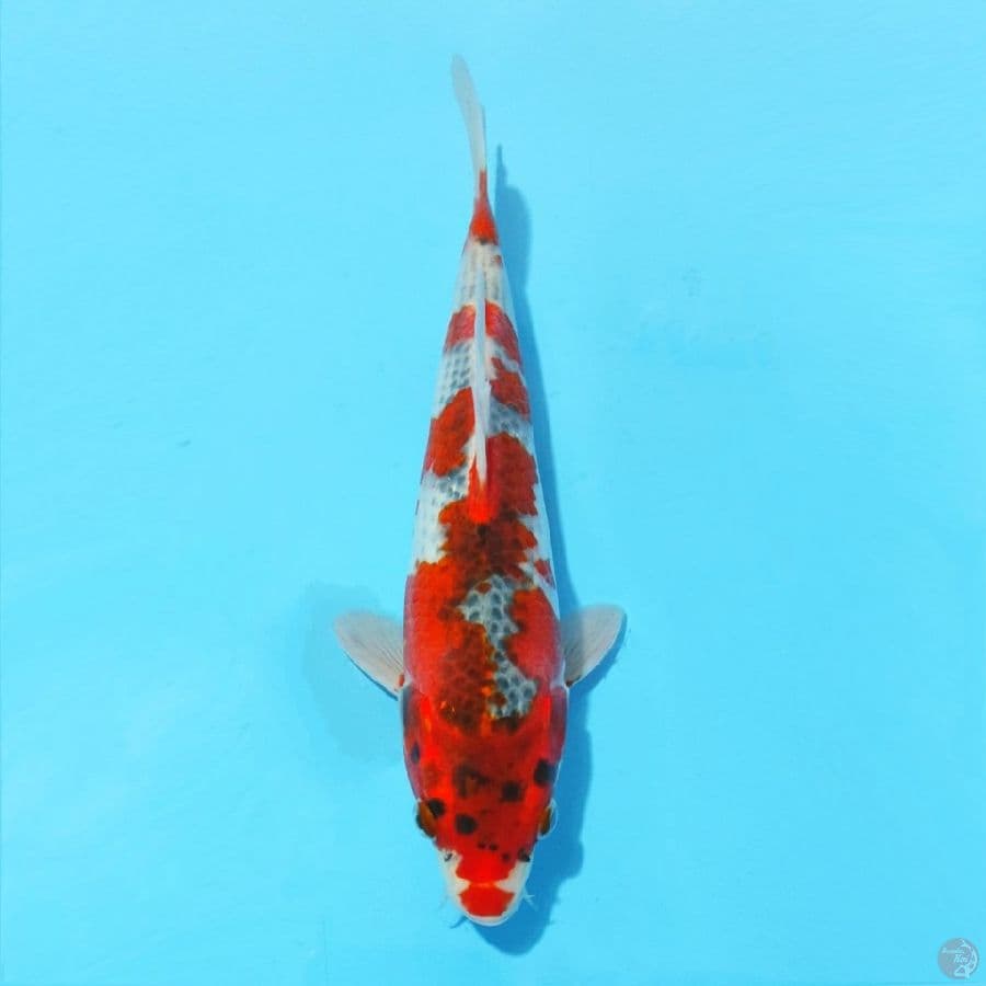 5. GOSHIKI 25 CM MALE
