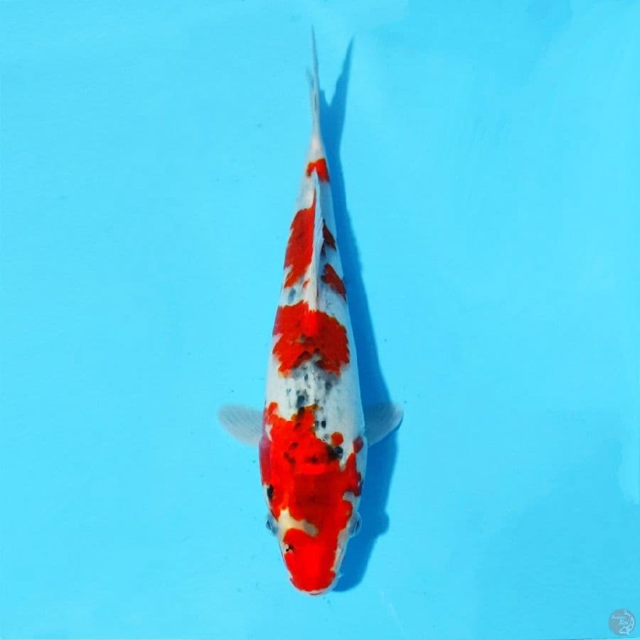 2. GOSHIKI 25 CM FEMALE