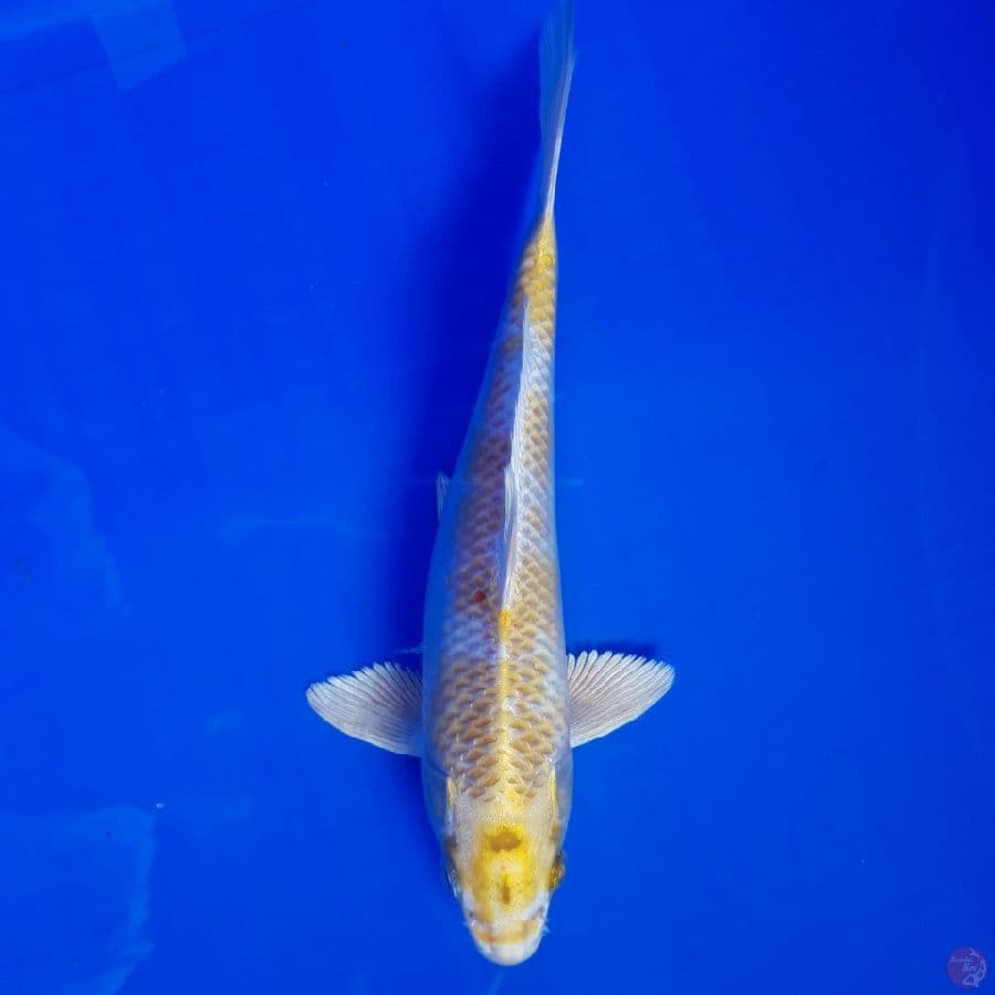 Hariwake 23cm