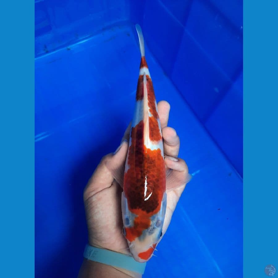 Ai Goromo 27 cm