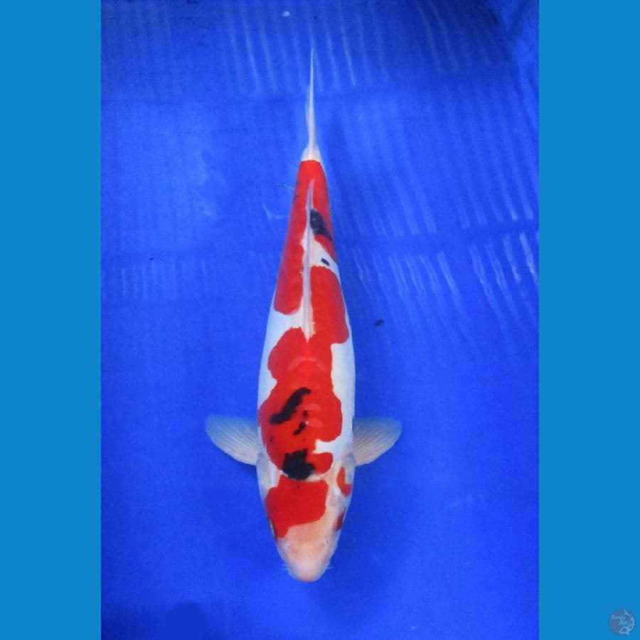 doitsu sanke inazuma ±35cm