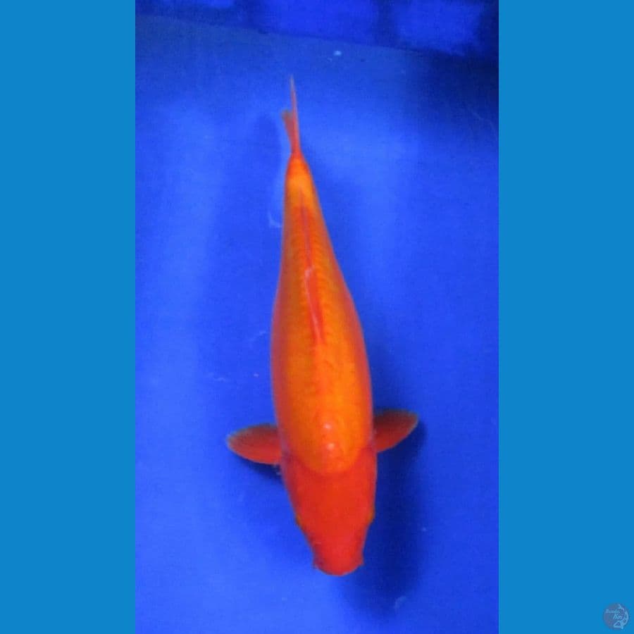 benigoi ±37cm