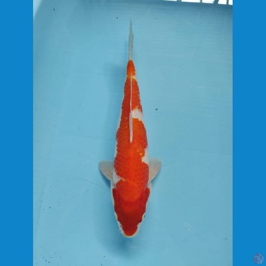 kohaku male 33cm