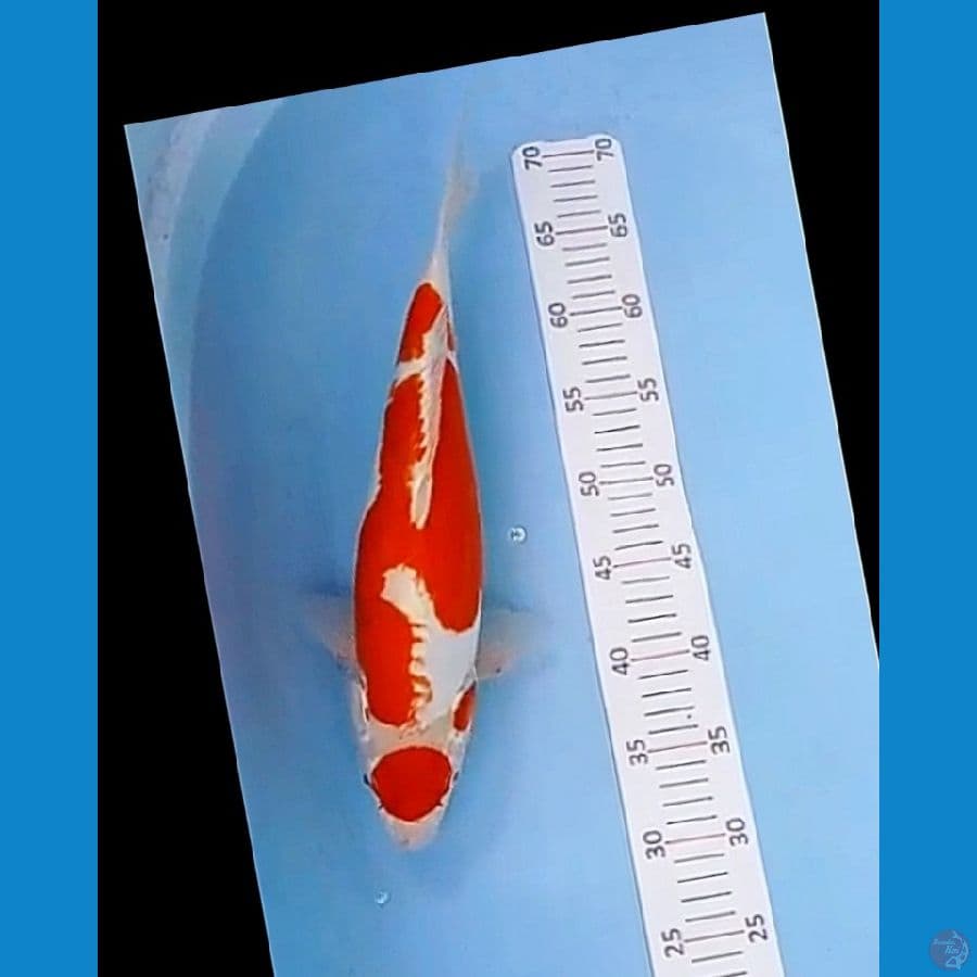 Maruten kikushui 40 cm
