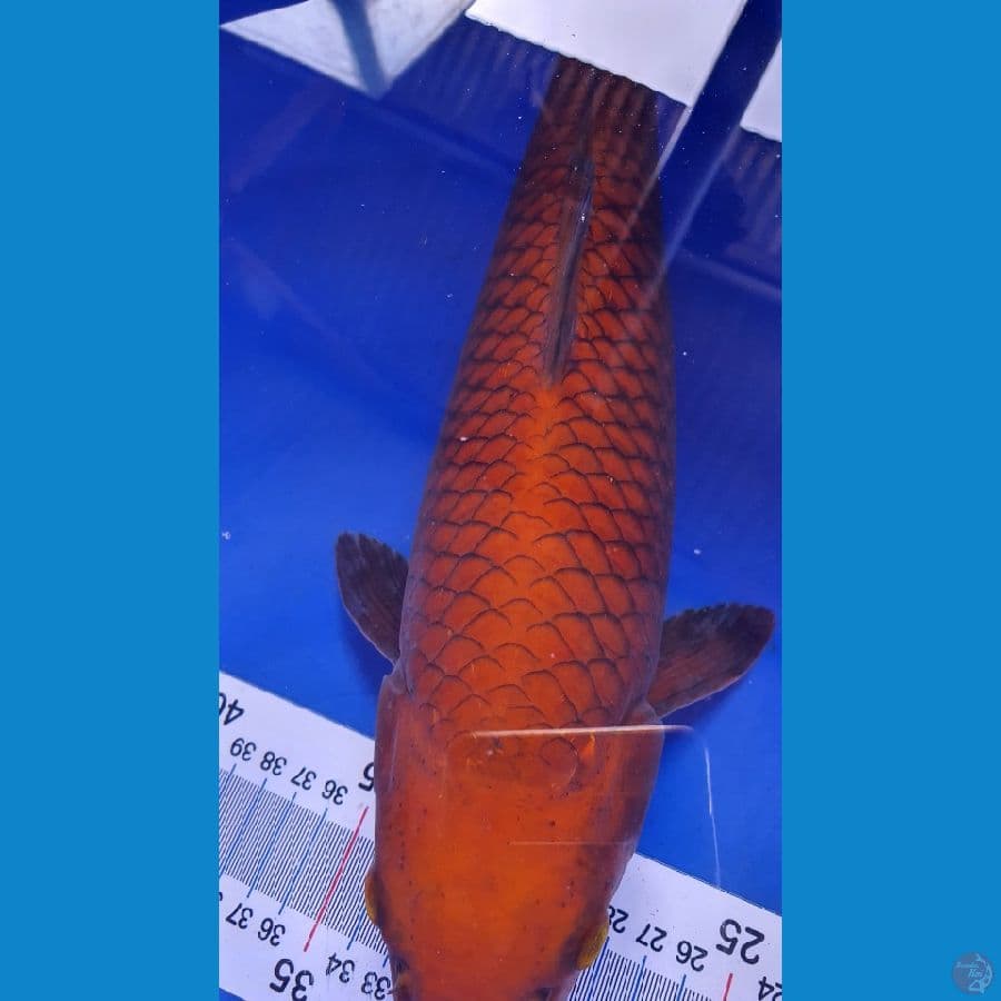 CHAGOI SISIK SALAK