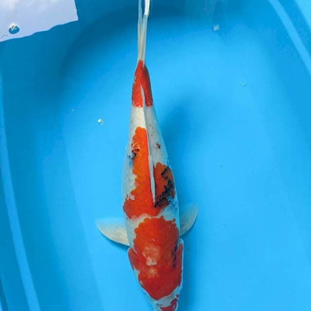 Showa 50cm fimale
