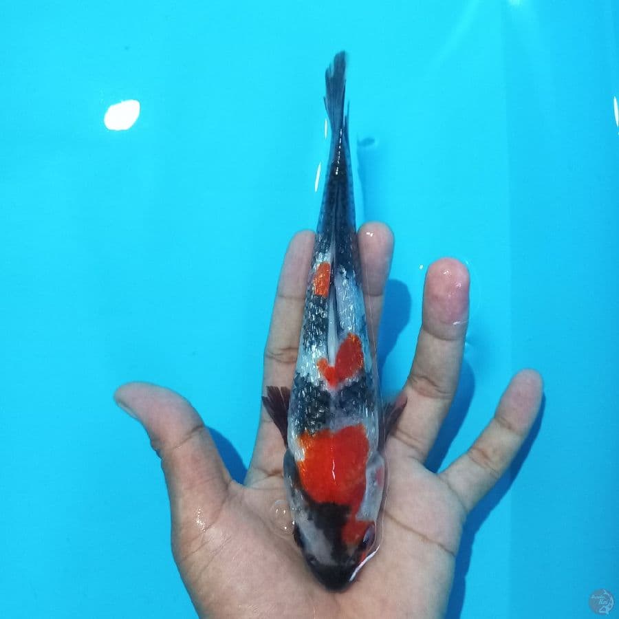 *SHOWA GINRIN//ML/20 CM