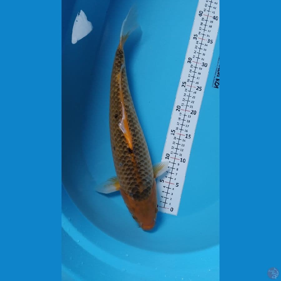 matsuba 41cm