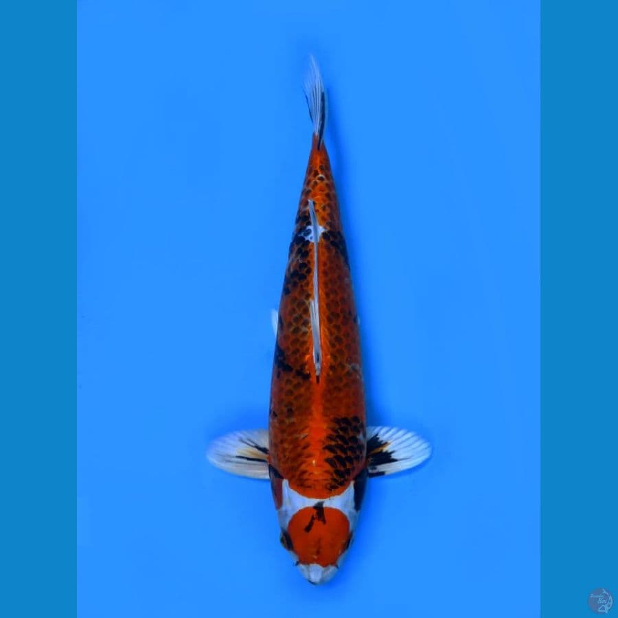 kin showa serti juara male 47cm